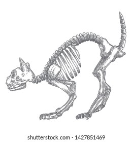 Cat predator skull. Dead animal engraving hand drawing head skull skeleton. Sketch Boho style tattoo. Vector.