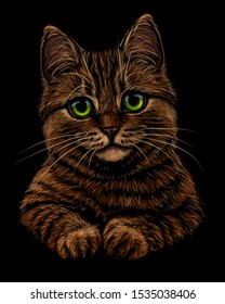 Cat. Realistic, colorful, hand-drawn, portrait of a cat looking forward on a black background.