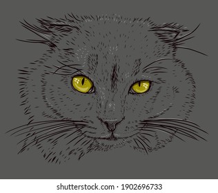 Cat realistic sketch, bright eyes, hand-drawn pet, gray animal, predator, t-shirt print. Stock vector image, illustration on gray background, isolated