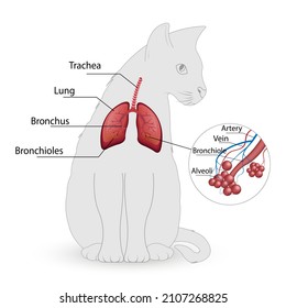 cat respiratory system vector, alveoli