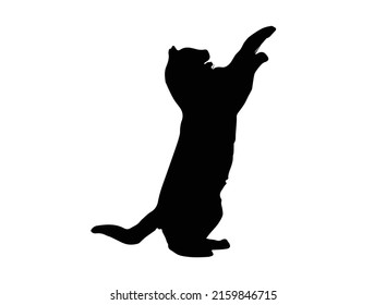 Cat Royalty Free Vector. Cats Image Illustration free