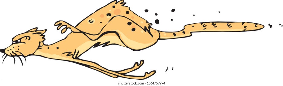 Cat. The cat runs with all its legs. Cheetah speed.
