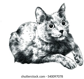 cat Russian blue vector sketch black and white