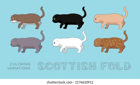 Cat Scottish Fold Coloring Variations Vector Illustration