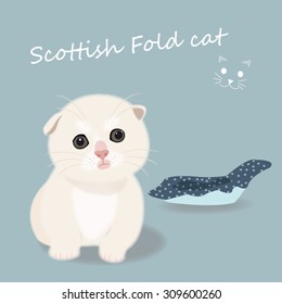 cat Scottish Fold vector illustration.