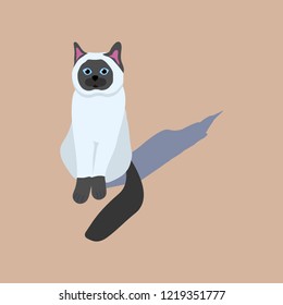 Cat scottish straight blue point