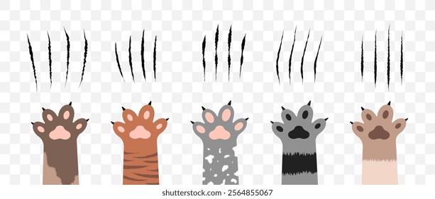 Cat scratch. Set of claws scratches, pets or wild animal nails rip isolated on transparent background. Lion or tiger flat scratch marks. Cartoon cat foot print. Vector illustration.