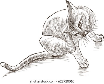 the cat scratches behind an ear