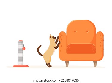 Cat scratching chair but not scratching post. Siamese kitten destroying home furniture with claws. Bad behaved pet tearing sofa. Flat vector 