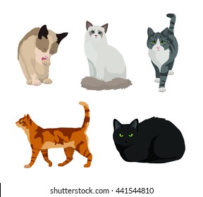 Cat set