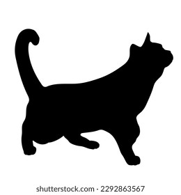 cat silhouette, side view looking up vector, cat breeds, pet, animals cat.