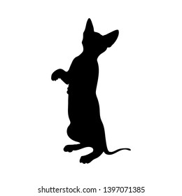 Cat Silhouette. Smooth and Clear. Vector Illustration. 