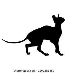 silueta de gato, esfinge, vector de visión lateral, razas de gatos, mascota, gatos animales.