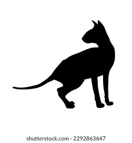 cat silhouette, vector, cat breeds, pet, animals cat. sphinx, side view