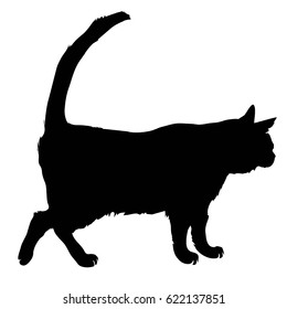 cat silhouette- vector, Illustrator