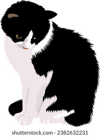 The cat sits and looks down. black and white cat isolated.