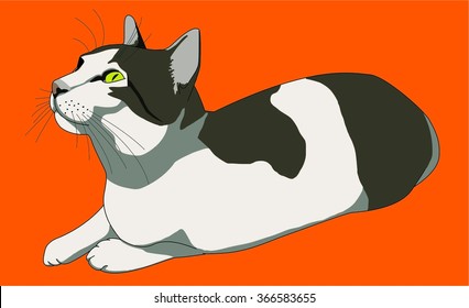 cat sitting