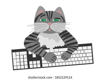 Cat sitting behind the keyboard and prints the clutches on white isolated background.