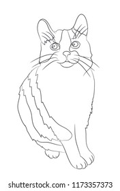 cat sitting drawing lines, vector, white background