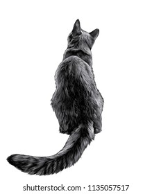 cat sitting in full height rear view on back with long elongated tail, sketch vector graphic color illustration on white background