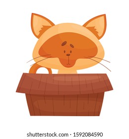 Cat Sitting Inside Cardboard Box Peeping Out Vector Illustration. Curious Kitty and Carton Box