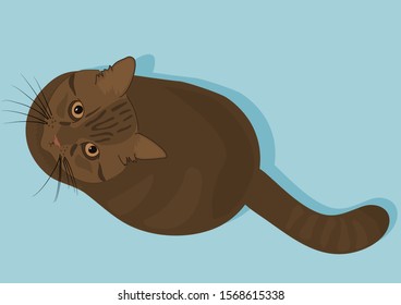 Cat sitting on the blue floor, looking upwards. Kitty animal, with a yellow eyes and brown fur, vector illustration.