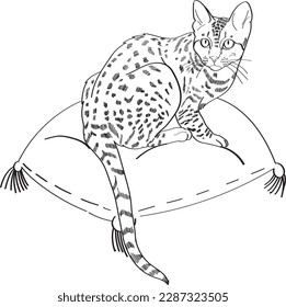 el gato está sentado sobre una almohada