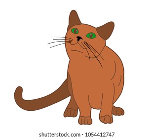 cat sitting on white background