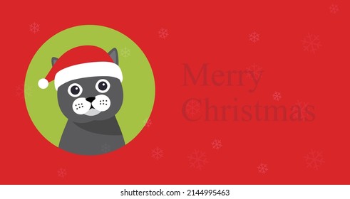 Cat sitting there to celebrate Christmas