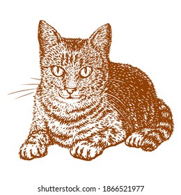 Cat sitting vector engraving hand drawn illustration