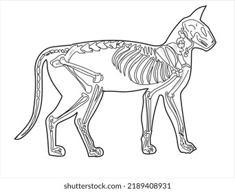 Cat skeletal system on a white background sketch hand drawing vector illustration