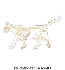 Cat skeleton veterinary vector illustration, feline bones, bones