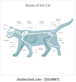 Dibujo veterinario vectorial del gato, osteología del gato, huesos