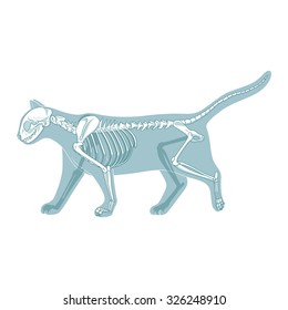 Cat skeleton veterinary vector illustration, cat osteology, bones