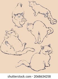 cat sketch animal kitten fluffy