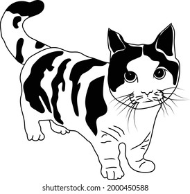 cat sketch in black and white