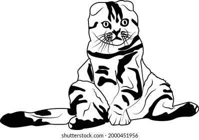 cat sketch in black and white