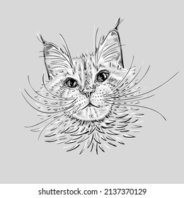 Cat sketch black white in line art style on grey background. Vector illustration print. Female character. Textile drawing. Maine coon kitty.