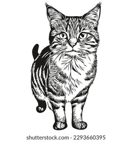 Cat sketch, hand drawing of wildlife, vintage engraving style, vector illustration kitten
