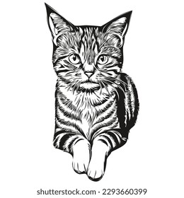 Cat sketch, hand drawing of wildlife, vintage engraving style, vector illustration kitten
