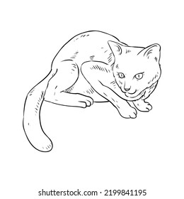 Esbozo de gato en un estilo dibujado a mano
