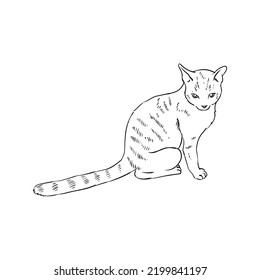 Cat sketch in a hand-drawn style