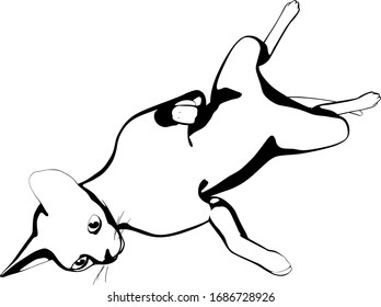 Cat sketch on a white background. Sphynx silhouette