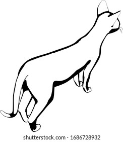 Cat sketch on a white background. Sphynx silhouette