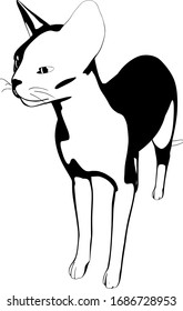 Dibujo de un gato sobre fondo blanco. Silueta Sphynx