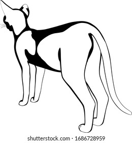 Cat sketch on a white background. Sphynx silhouette
