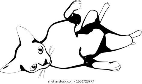 Cat sketch on a white background. Sphynx silhouette