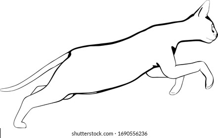 Cat sketch on a white background. Sphynx silhouette vector