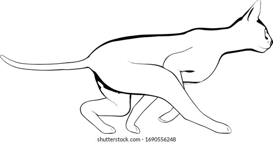Cat sketch on a white background. Sphynx silhouette vector