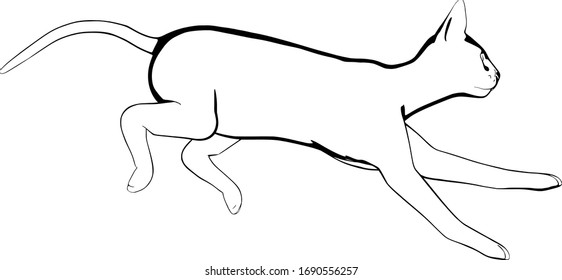 Cat sketch on a white background. Sphynx silhouette vector